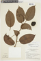 Solanum circinatum Bohs, BRAZIL, F