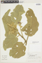 Solanum falciforme Farruggia, BRAZIL, F