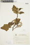 Solanum fastigiatum Willd., BRAZIL, F