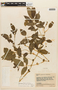 Solanum fraxinifolium Dunal, VENEZUELA, F