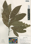 Nectandra martinicensis Mez, Panama, T. B. Croat 15611, F