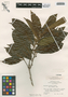 Nectandra nitida Mez, Belize, P. H. Gentle 8896, F