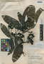 Nectandra sanguinea Rol. ex Rottb., Guatemala, P. C. Standley 72609, F