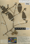 Sapranthus campechianus (Kunth) Standl., Belize, P. H. Gentle 3980, F