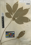 Sapranthus campechianus (Kunth) Standl., Belize, P. H. Gentle 1261, F