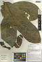 Annona purpurea Moc. & Sessé ex Dunal, Costa Rica, A. C. Sanders 17644, F