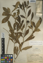 Stemmadenia grandiflora (Jacq.) Miers, Panama, J. F. Macbride 2798, F