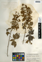 Mimosa albida Humb. & Bonpl. ex Willd., Guatemala, P. C. Standley 69309, F