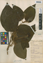 Clidemia octona (Bonpl.) L. O. Williams, Belize, W. A. Schipp 15, F