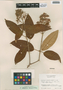 Conostegia xalapensis (Bonpl.) D. Don ex DC., Guatemala, E. Contreras 2153, F