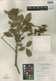 Trichilia glabra L., Guatemala, E. Contreras 1238, F