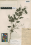 Trichilia minutiflora Standl., Belize, W. A. Schipp S-705, F