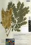 Albizia lebbeck (L.) Benth., Mexico, E. Cabrera 5584, F