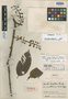 Marila laxiflora var. multinervia Cuatrec., COLOMBIA, J. Cuatrecasas 16483, Isotype, F