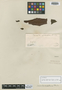 Tovomita weddelliana Planch. & Triana, BOLIVIA, H. A. Weddell, Isotype, F
