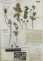 Tovomita pentapetalum Blanco, PHILIPPINES, E. D. Merrill 184, Isoneotype, F