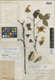 Cochlospermum trilobum Standl., Bolivia, M. Cárdenas H. 2970, Holotype, F