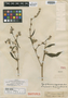 Vernonia poeppigiana DC., PERU, E. F. Poeppig 1204, Type [status unknown], F