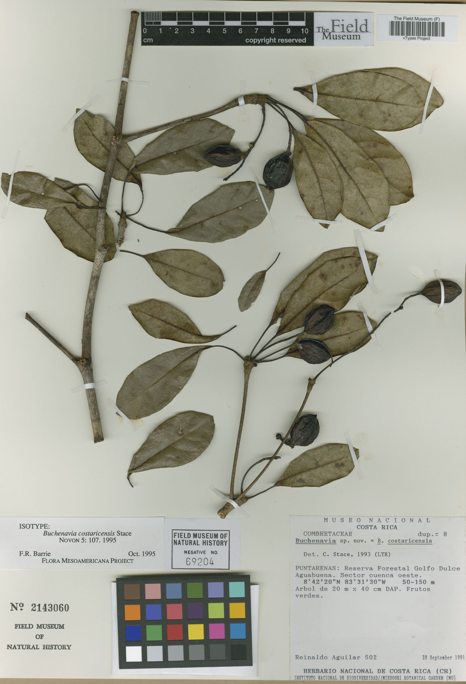 Buchenavia costaricensis image