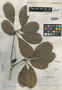 Buchenavia huberi Ducke, BRAZIL, A. Ducke 1450, Isolectotype, F