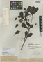 Buchenavia ochroprumna Eichler, BRAZIL, R. Spruce, Isolectotype, F