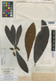 Buchenavia reticulata Eichler, BRAZIL, R. Spruce 3453, Isolectotype, F