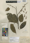 Combretum sambuense Pittier, PANAMA, H. F. Pittier 5548, Isotype, F