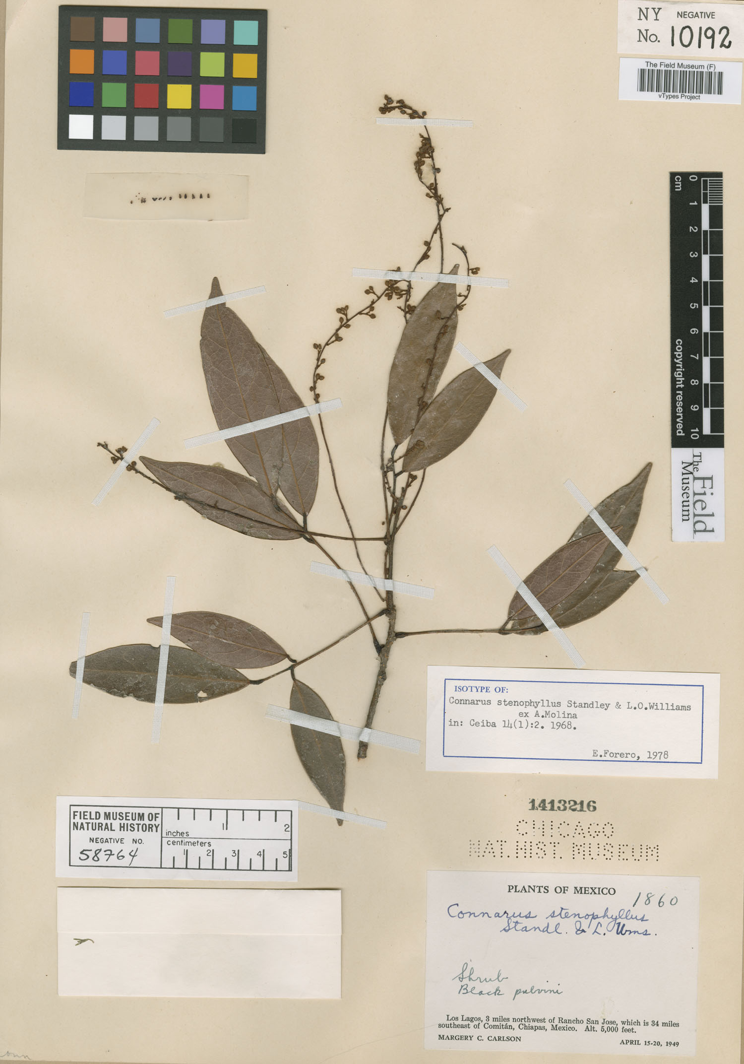 Connaraceae image