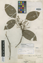 Connarus blanchetii Planch., BRAZIL, J. S. Blanchet 2344, Isotype, F
