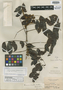 Connarus erianthus Benth. ex Baker, BRAZIL, R. Spruce 794, Isotype, F