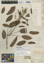 Connarus nodosus Baker, BRAZIL, C. Gaudichaud-Beaupré 816b, Isosyntype, F