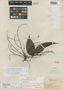 Connarus sprucei Baker, BRAZIL, R. Spruce 2264, Isotype, F