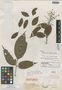 Rourea cuspidata Benth. ex Baker, BRAZIL, R. Spruce 1901, Isolectotype, F