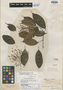 Rourea cuspidata var. pedicellata Baker, BRAZIL, R. Spruce 2376, Isotype, F