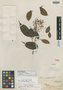 Rourea cuspidata var. pedicellata Baker, BRAZIL, R. Spruce 2376, Isotype, F