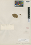 Rourea gardneriana Planch., BRAZIL, G. Gardner 962, Isotype, F