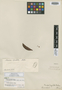 Rourea ligulata Baker, BRAZIL, W. J. Burchell 9981, Isolectotype, F
