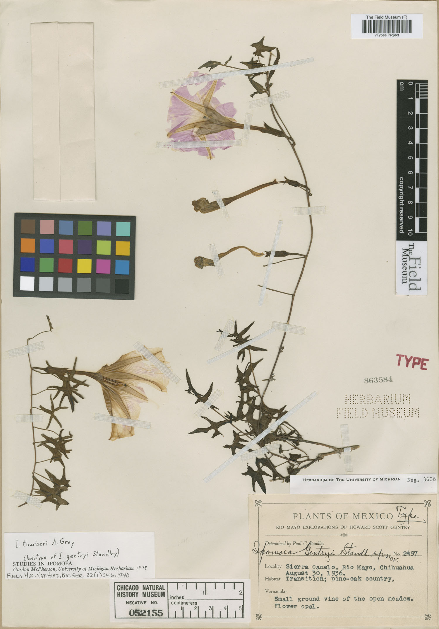 Ipomoea gentryi image
