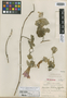 Ipomoea halierca I. M. Johnst., U.S.A., H. L. Mason 1553, Isotype, F