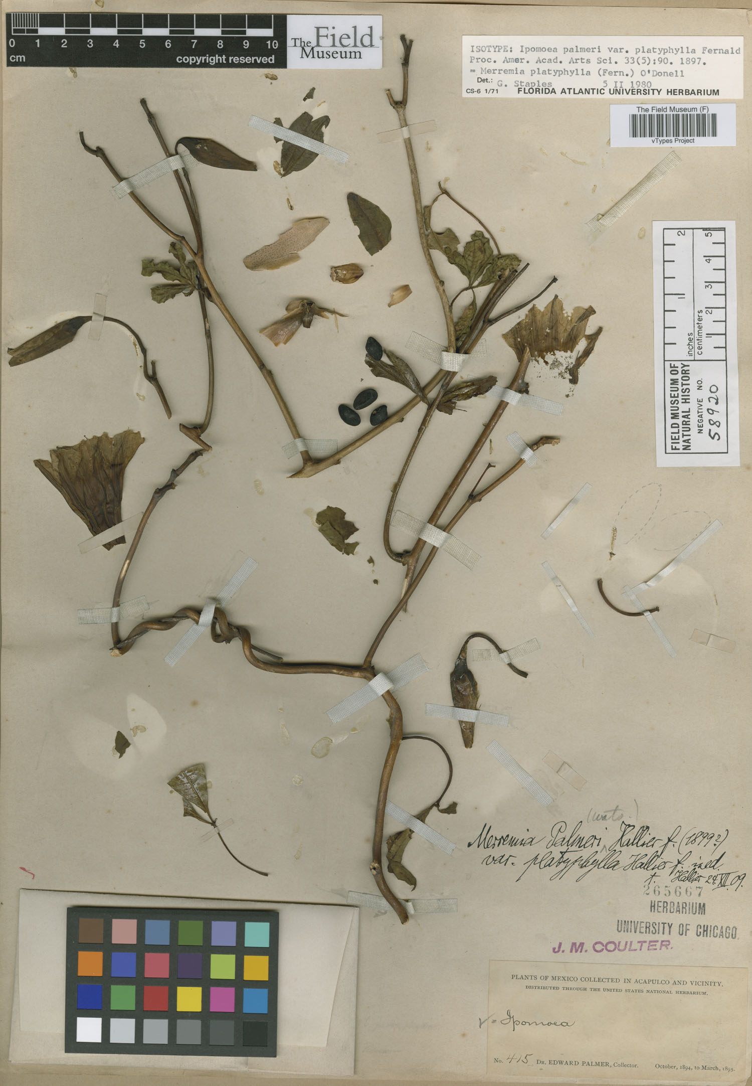 Merremia platyphylla image