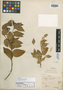 Decostea racemosa Phil., CHILE, R. A. Philippi 202, Isotype, F