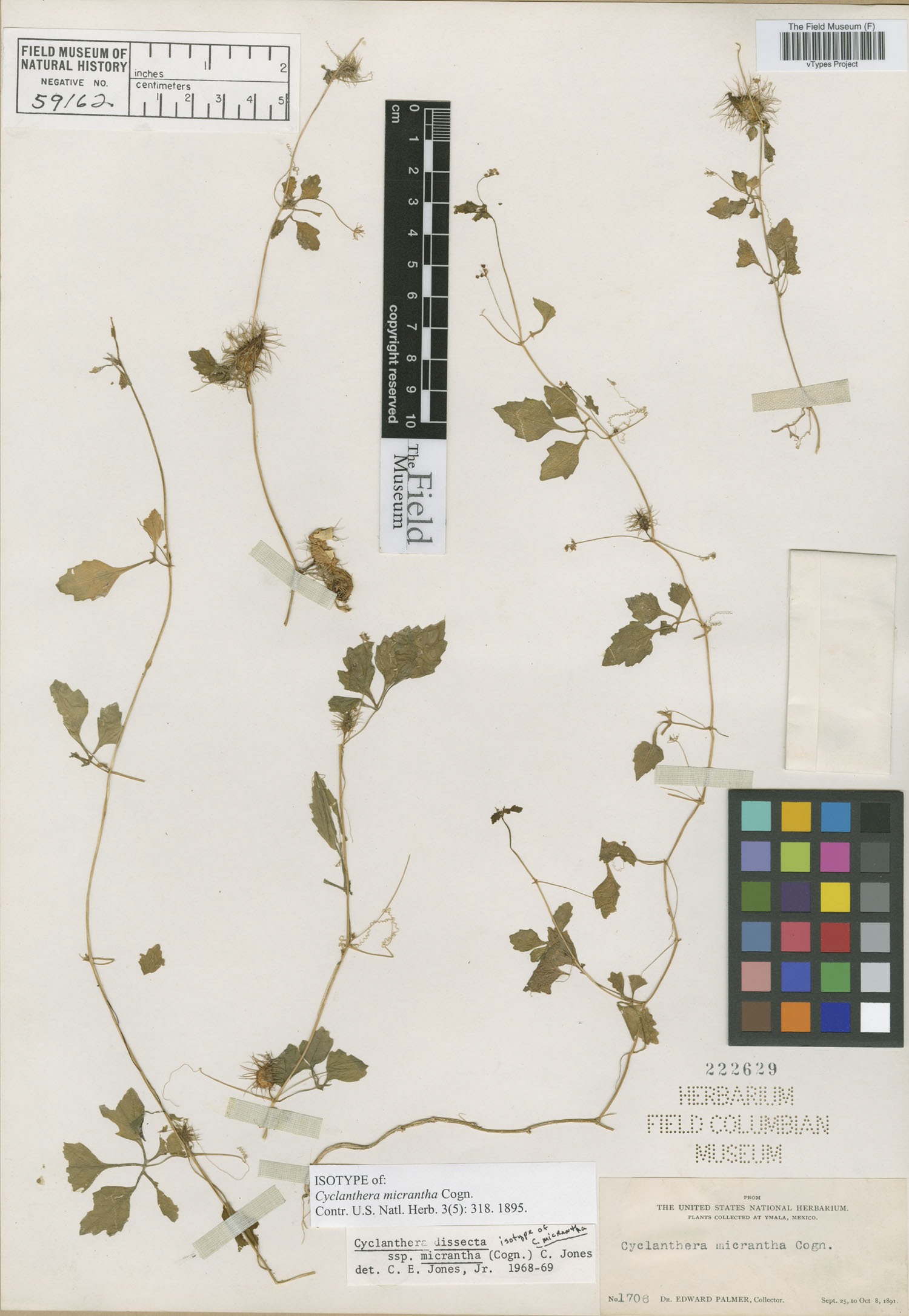 Cyclanthera micrantha image