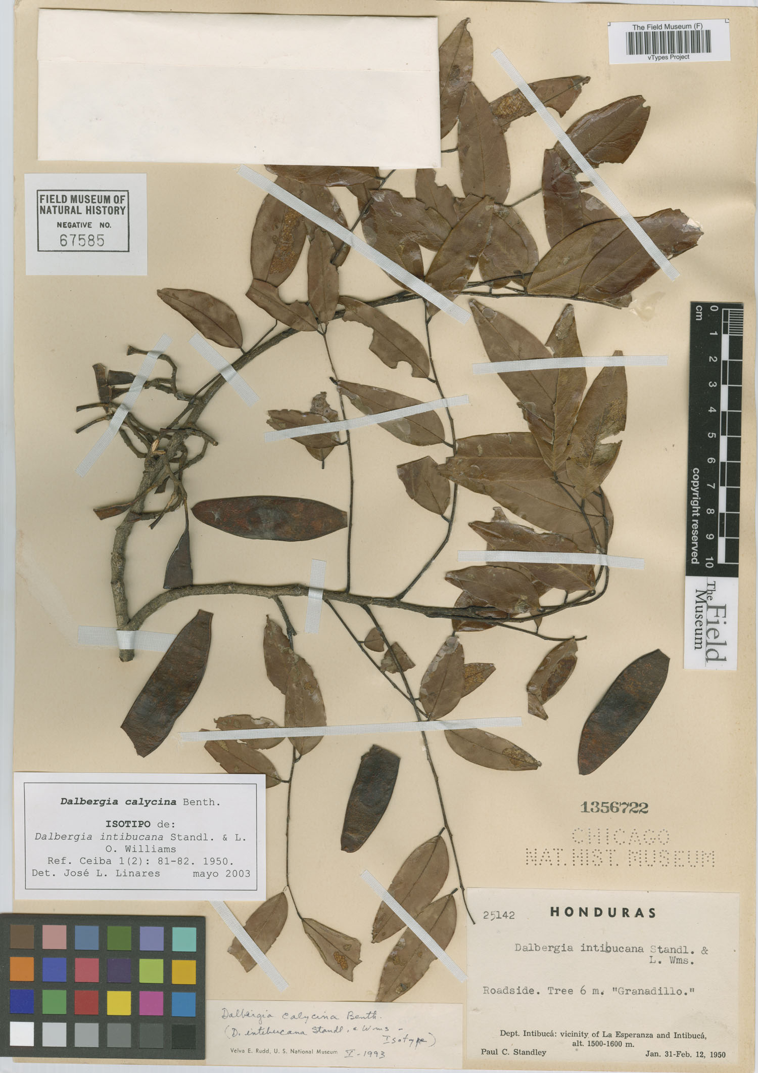 Dalbergia calycina image