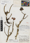 Echeveria macrantha image