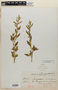 Chenopodium L., U.S.A., C. W. Grassly, F