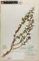 Chenopodium L., U.S.A., S. F. Glassman 3731, F