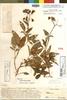 Solanum solisii Hawkes, ECUADOR, E. K. Balls B7111, Holotype, F