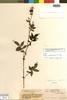 Solanum suffrutescens Correll, ECUADOR, O. L. Haught 3289, Isotype, F