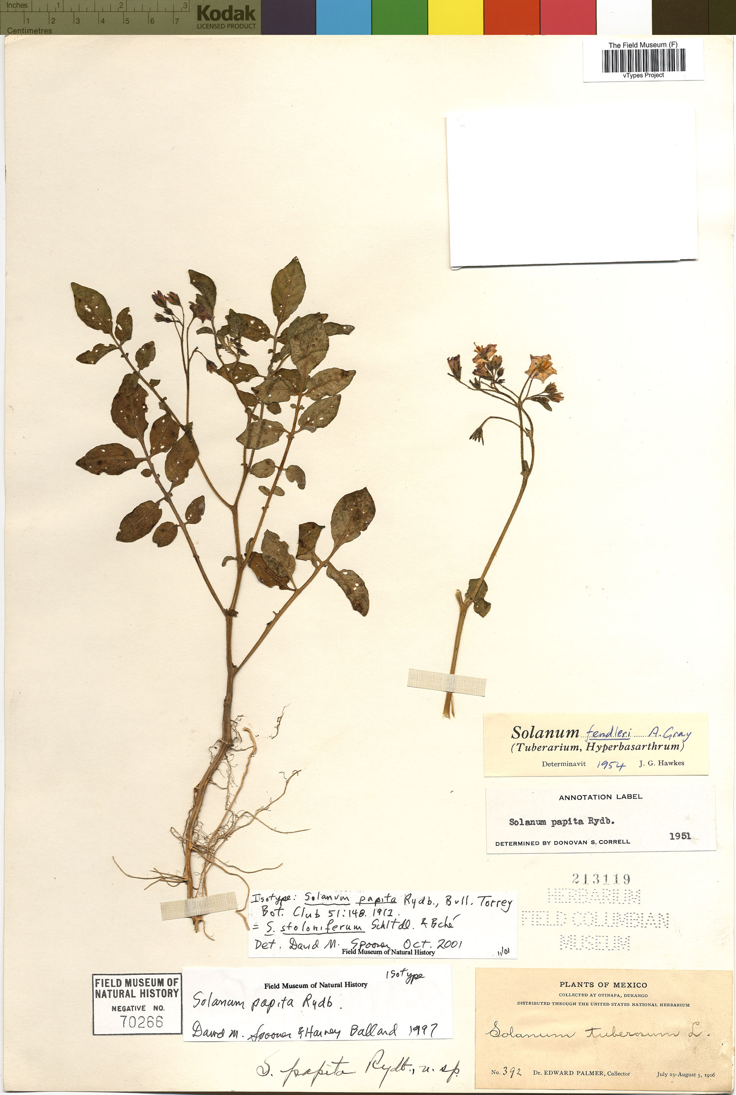 Solanum papita image