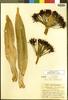Boophone disticha Herb., SOUTH AFRICA, H. J. E. Schlieben 7914, Possible type, F